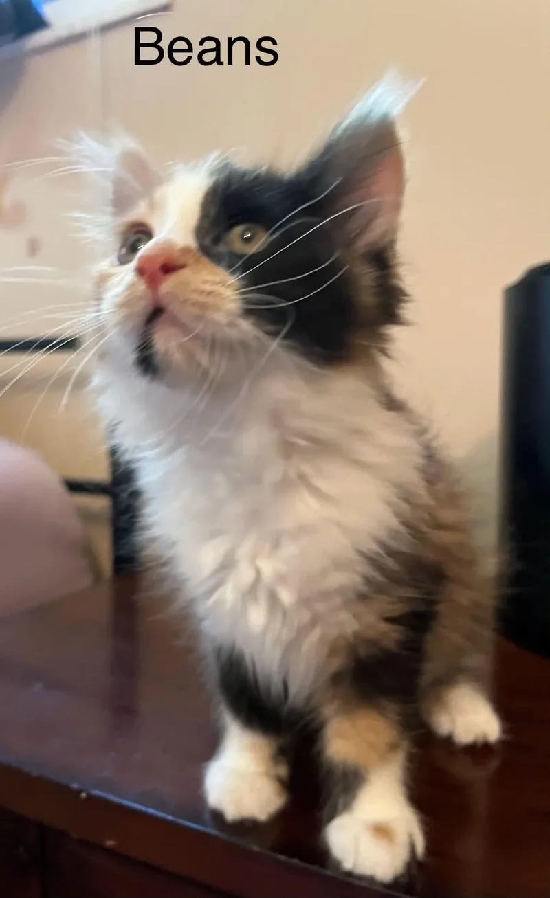 Calico Beans thumbnail 2
