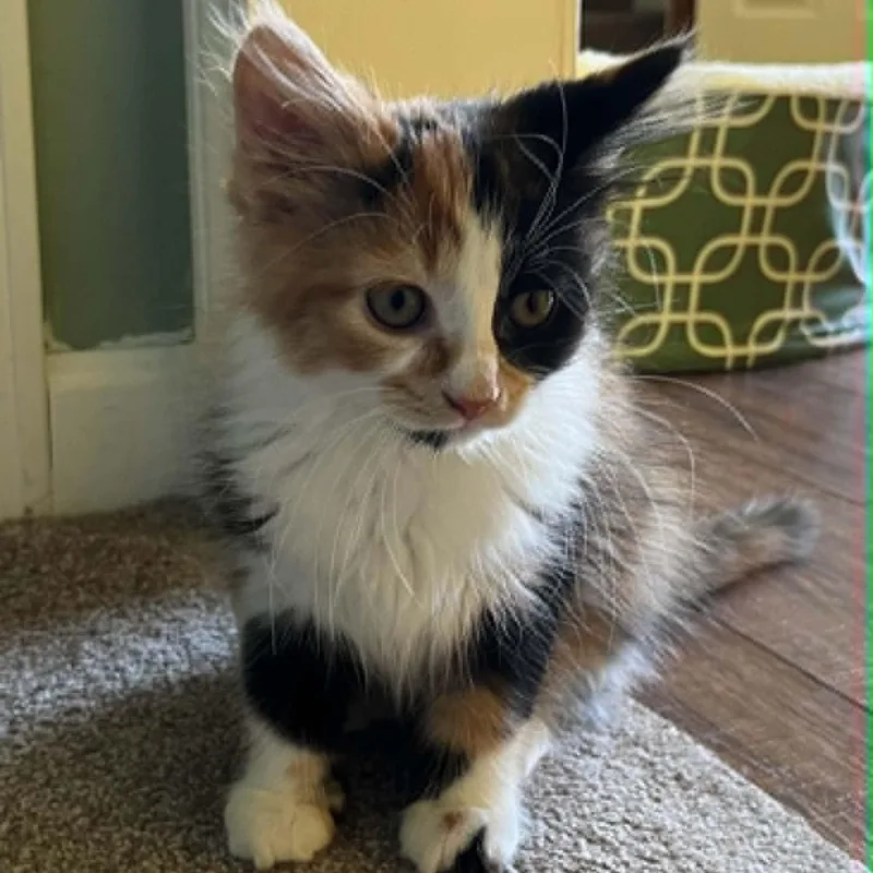 Calico Beans thumbnail 3