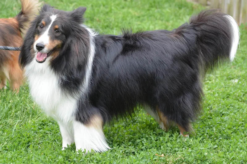 An adult medium-sized male Tricolor (Brown, Black, & White) Shetland Sheepdog / Sheltie dog named Baxter for adoption in Abingdon, MD