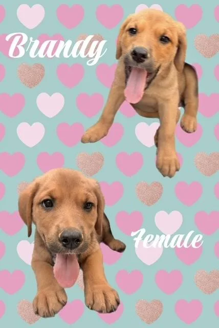 A baby medium-sized female Labrador Retriever dog named Brandy for adoption in Manchester, CT