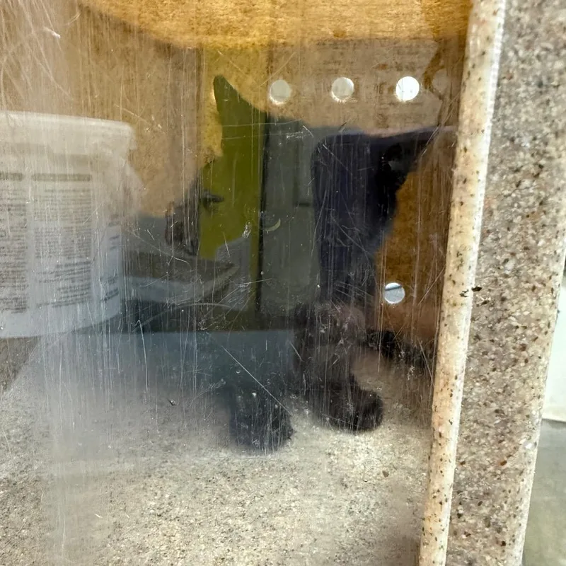 A baby medium-sized female Black Domestic Short Hair cat named Speeecy for adoption in Bryan, TX
