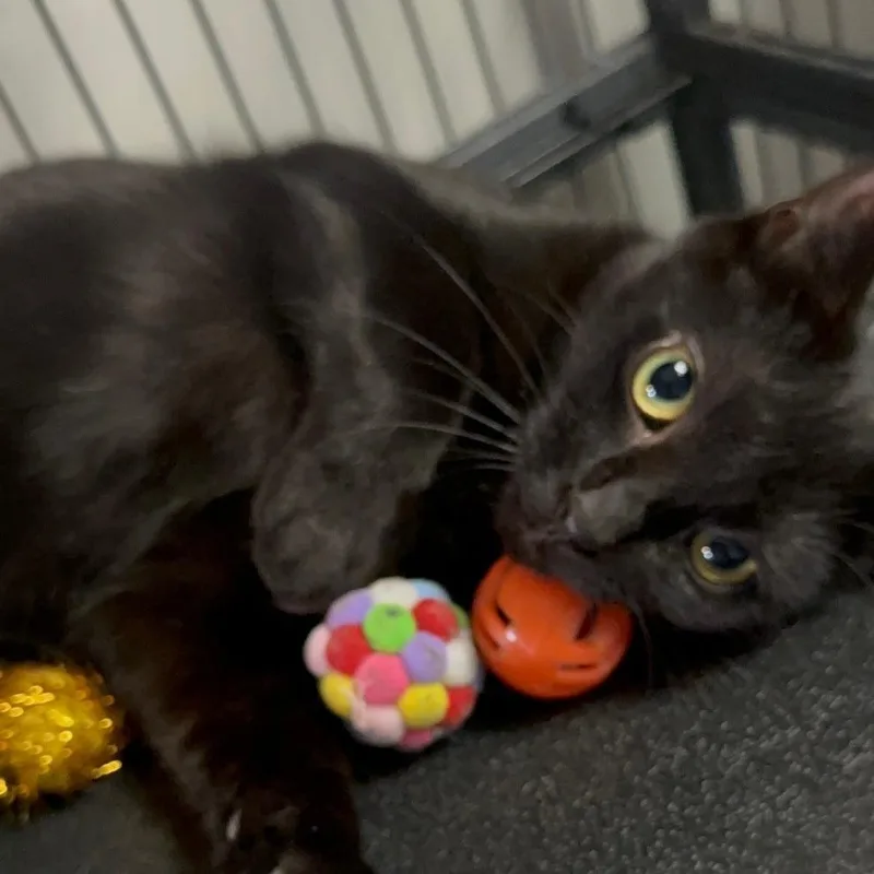 A young small-sized female Black Domestic Short Hair cat named Eloise for adoption in Monticello, IL