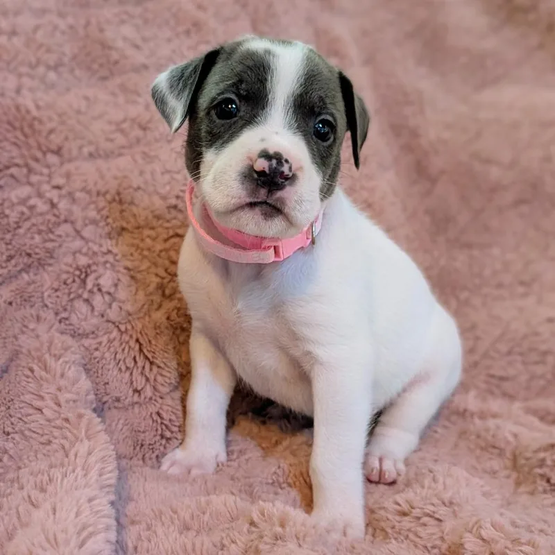 Birdie Pup  Pipit