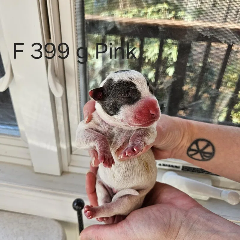 Birdie Pup  Pipit thumbnail 2