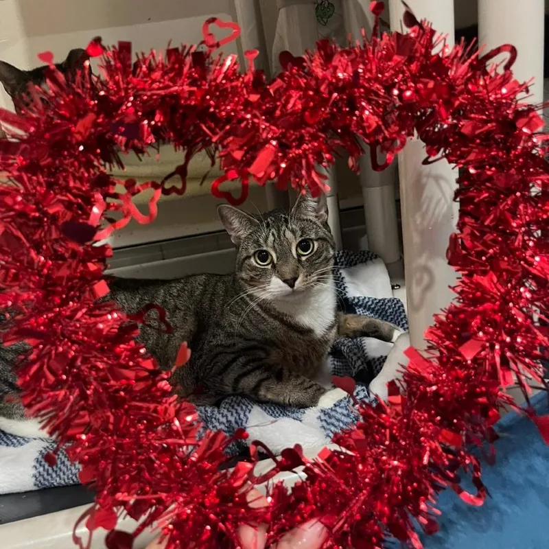 An adult small-sized female Domestic Short Hair cat named Willow for adoption in Middle Village, NY