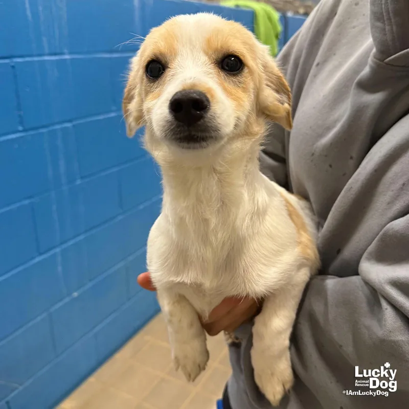 A baby medium-sized female Terrier dog named Nova for adoption in Washington, DC