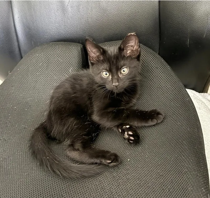 A baby small-sized male Black Domestic Short Hair cat named Moro for adoption in Ruskin, FL