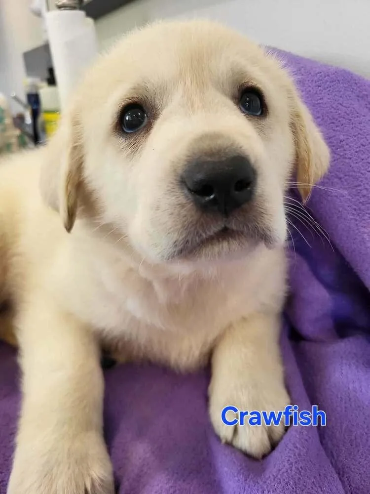 A baby large-sized male White / Cream Great Pyrenees dog named Crawfish for adoption in Pottstown, PA