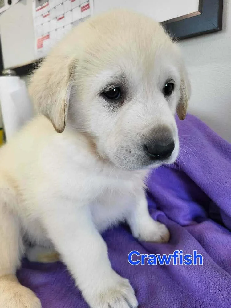 Crawfish thumbnail 2