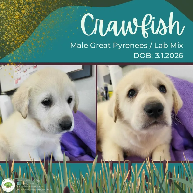 Crawfish thumbnail 4