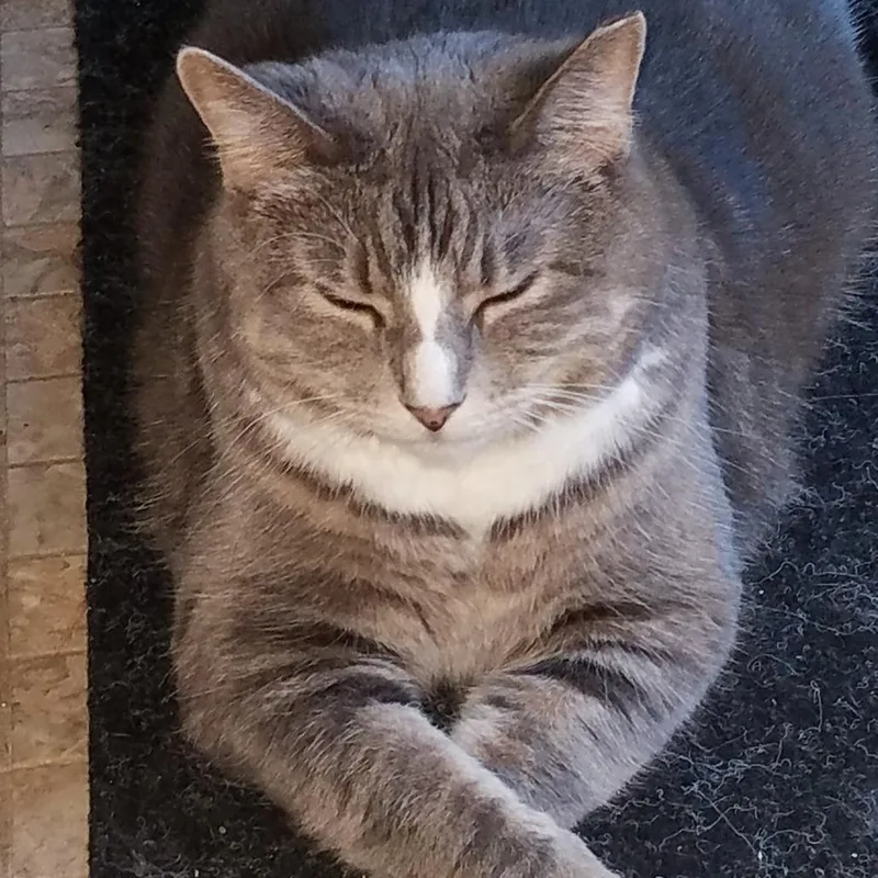 A senior extra large-sized female Gray / Blue / Silver Domestic Short Hair cat named Jellianne Toe Beans for adoption in Chicago, IL