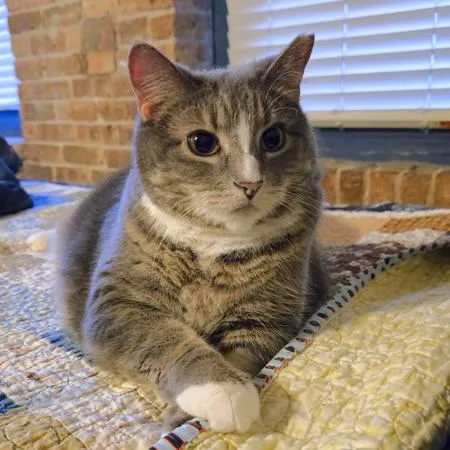 Jellianne Toe Beans thumbnail 5