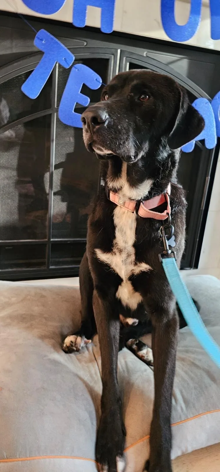 An adult large-sized male Anatolian Shepherd dog named Oso for adoption in Chicago, IL