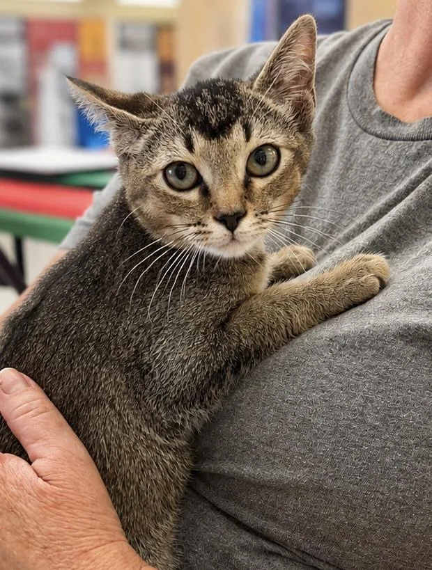 A baby small-sized male Abyssinian cat named Tony Stark for adoption in Rio Linda, CA