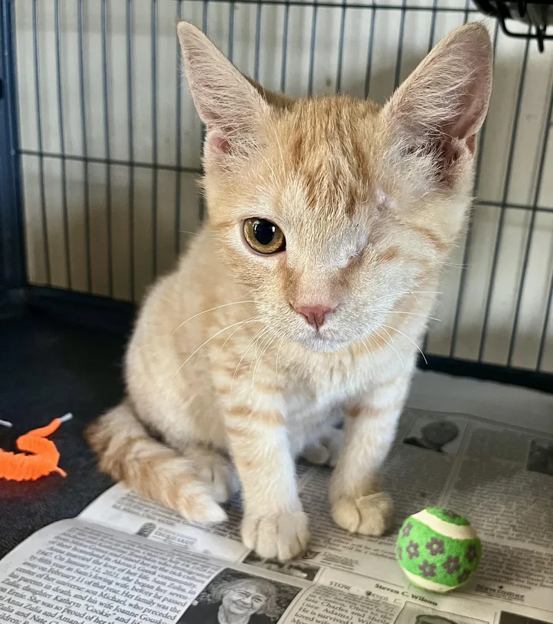 A baby medium-sized male Tabby (Orange / Red) Domestic Short Hair cat named Popeye for adoption in Seville, OH