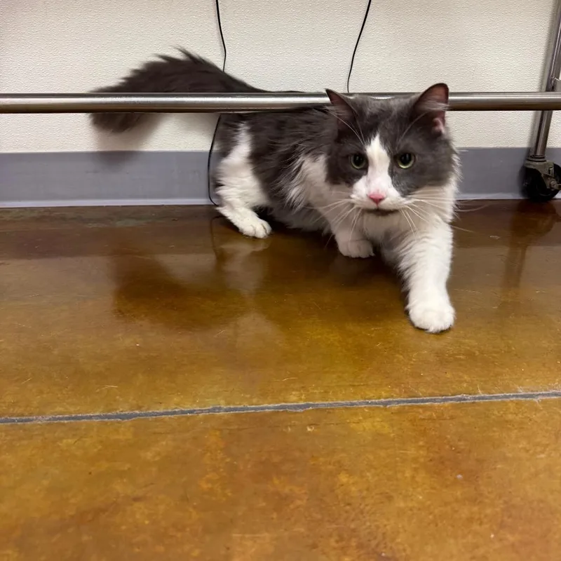 Stray HoldBinx