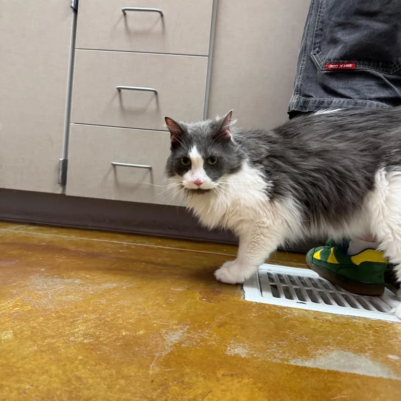 Stray HoldBinx thumbnail 2