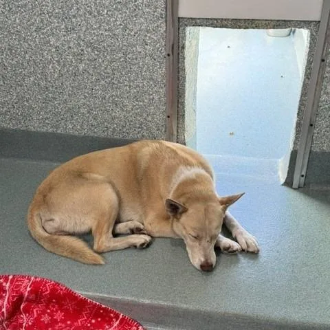 An adult medium-sized female Husky dog named Winter for adoption in Long Beach, CA