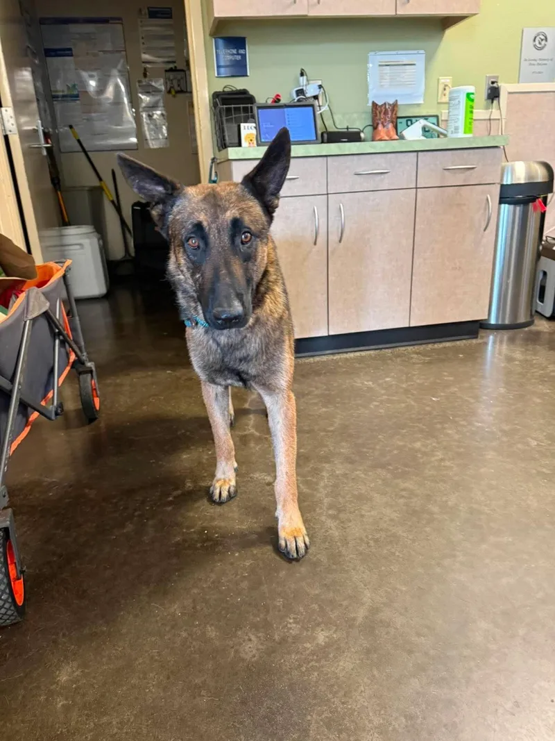 An adult large-sized male Belgian Shepherd / Malinois dog named Found stray: Chandler for adoption in Rockwall, TX
