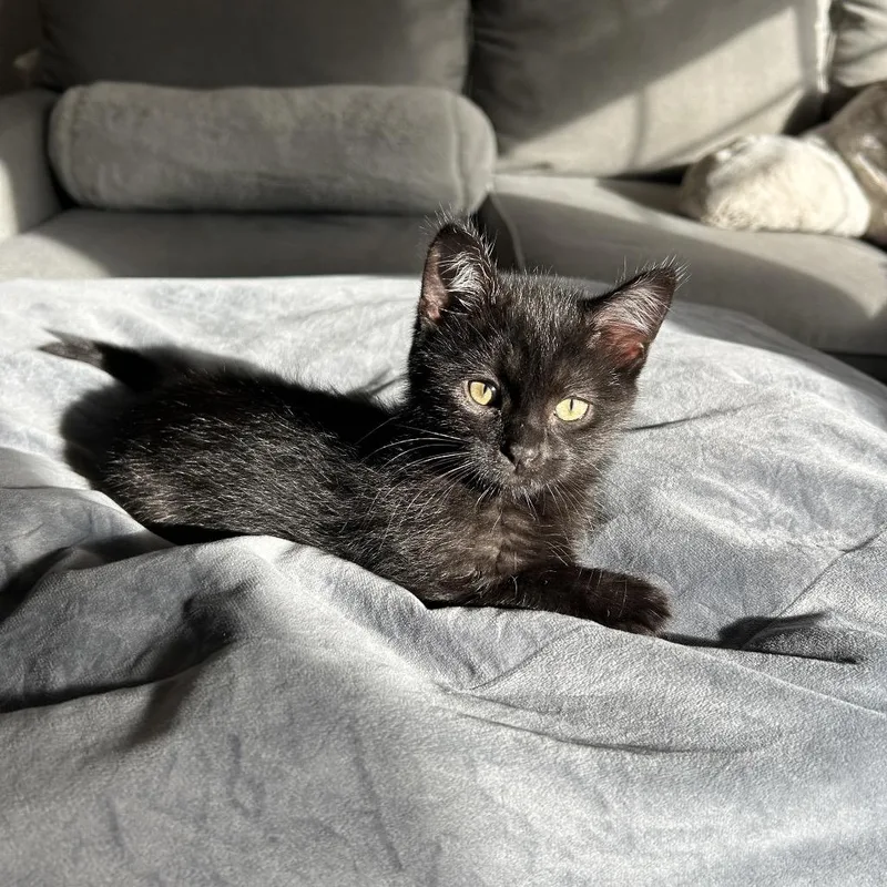 A baby small-sized male Black Domestic Short Hair cat named Mary for adoption in Tustin, CA