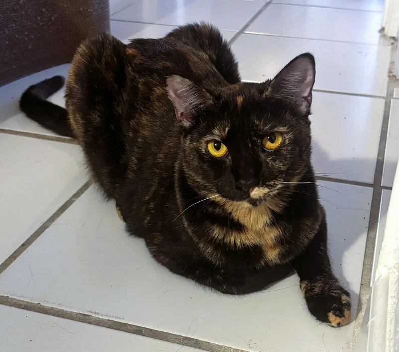 An adult medium-sized female Tortoiseshell cat named Topaz for adoption in Lighthouse Point, FL