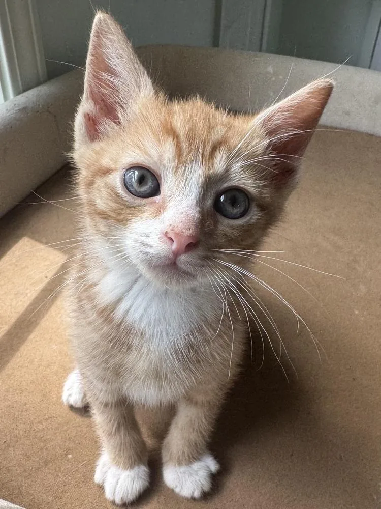 A baby small-sized male Orange & White Domestic Short Hair cat named Will for adoption in Evansville, IN