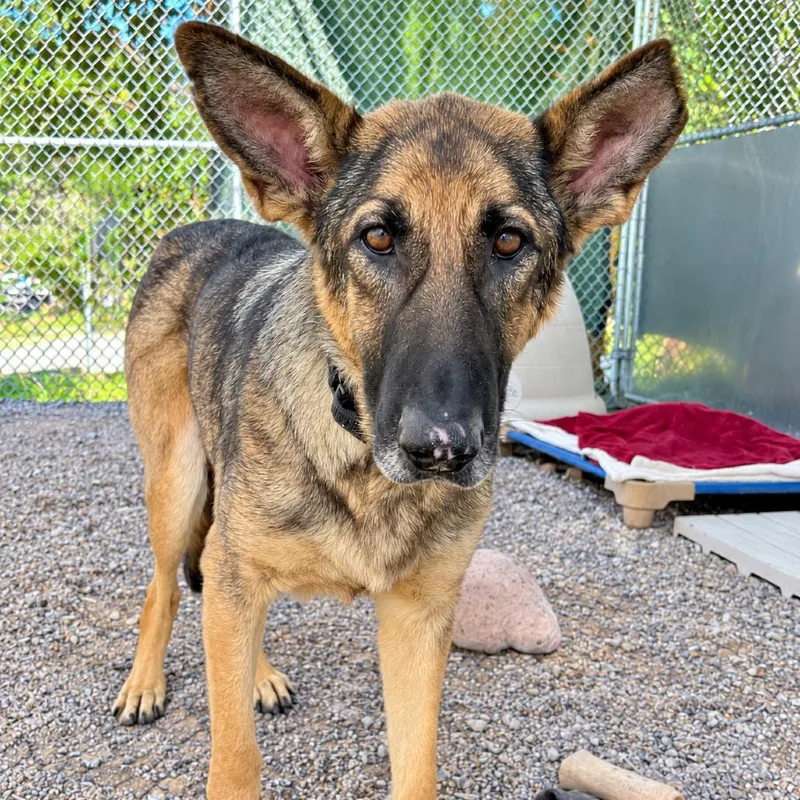 An adult large-sized female German Shepherd Dog dog named Kenzie for adoption in New Ringgold, PA