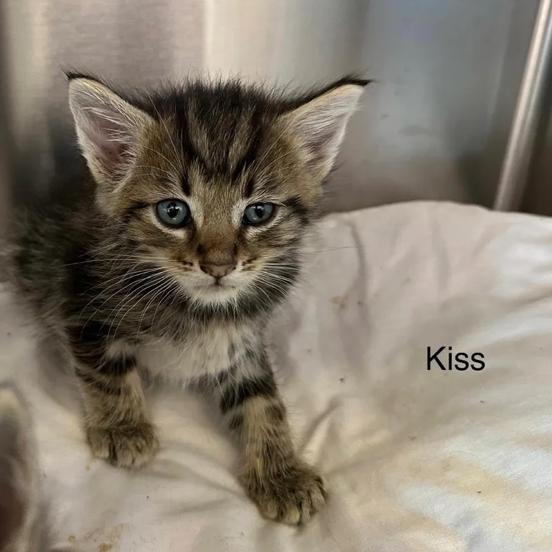 A baby small-sized female Gray / Blue / Silver Domestic Long Hair cat named Kiss for adoption in Madisonville, TN