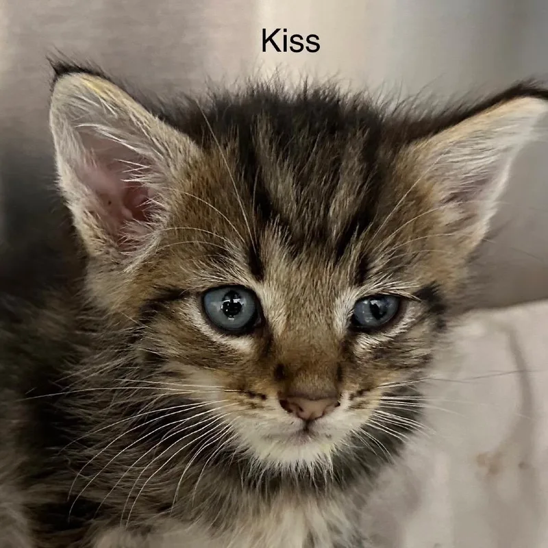 Kiss thumbnail 5