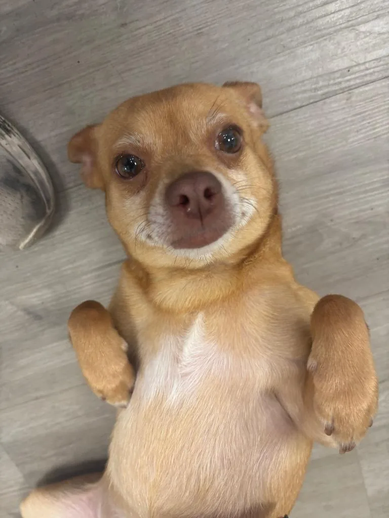A young medium-sized female Chihuahua dog named Layla for adoption in Cambridge, MD