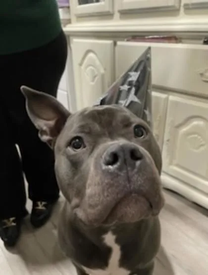 An adult large-sized female Mixed Breed dog named Xena for adoption in Fairfax, VA