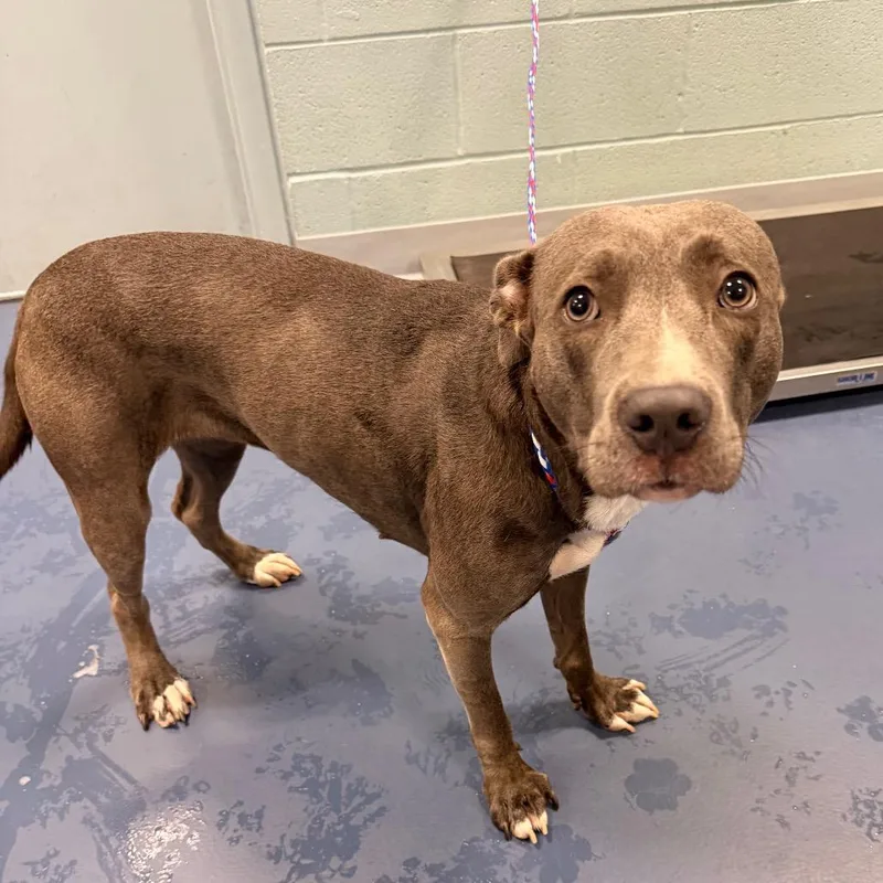 An adult medium-sized female Gray / Blue / Silver Pit Bull Terrier dog named Macy Fleaona for adoption in Greensboro, NC