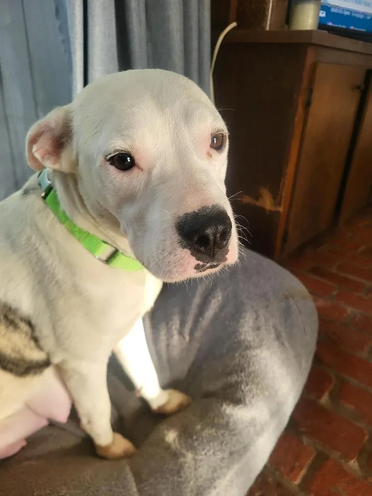 An adult large-sized female Pit Bull Terrier dog named Ellison for adoption in Pottstown, PA