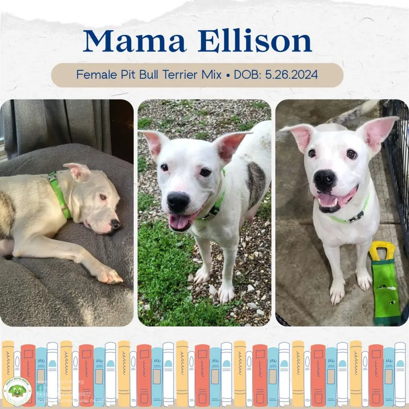 Ellison thumbnail 4