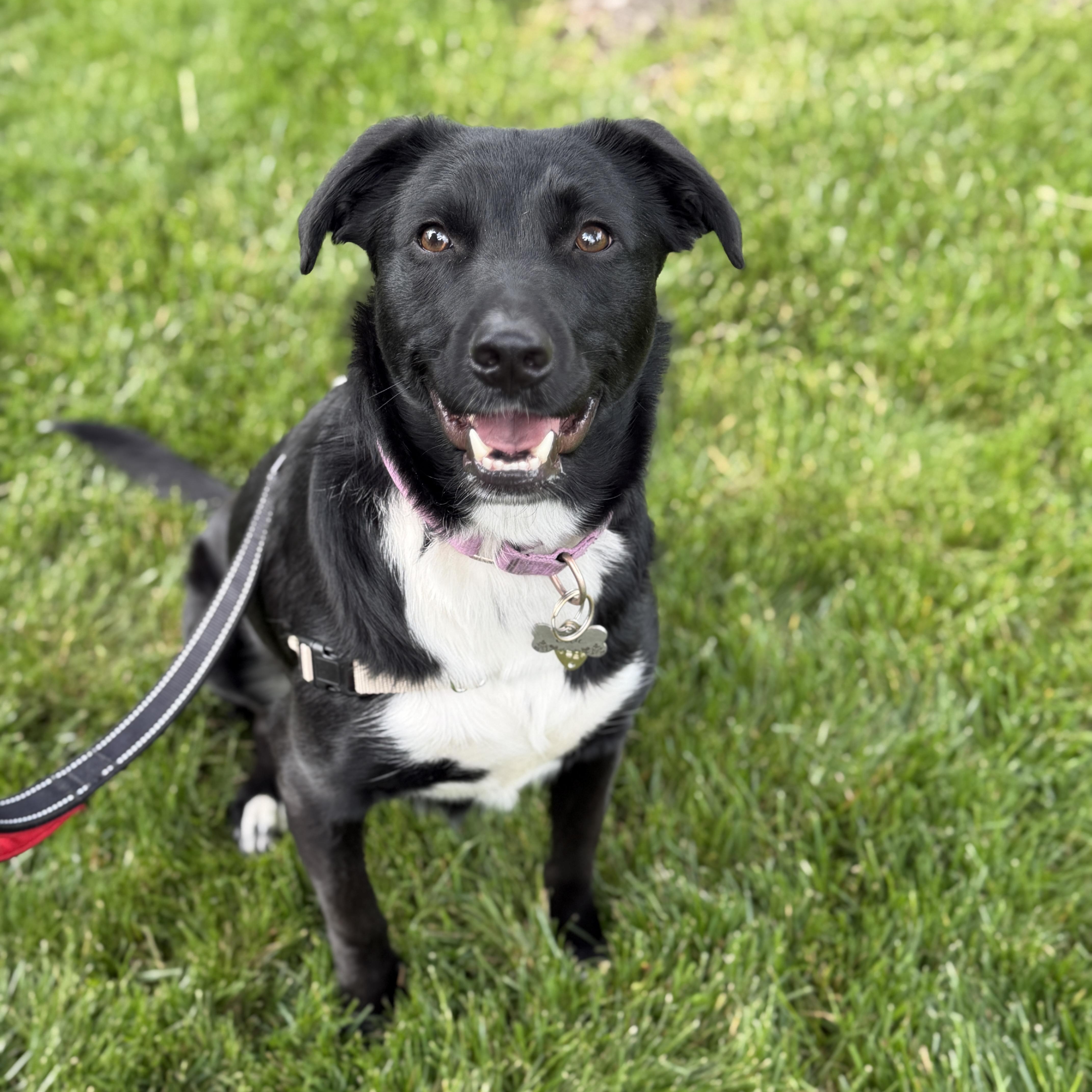 A young medium-sized female Black German Shepherd Dog dog named Ellie for adoption in Chatham, NJ