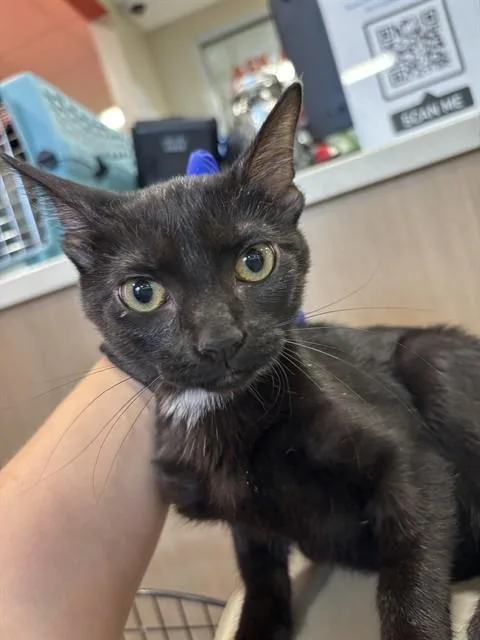 A young small-sized female Domestic Short Hair cat named Goldfish for adoption in Louisville, KY