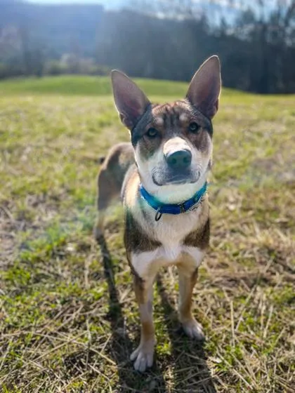 A baby large-sized male Mixed Breed dog named Armando for adoption in Bloomsburg, PA