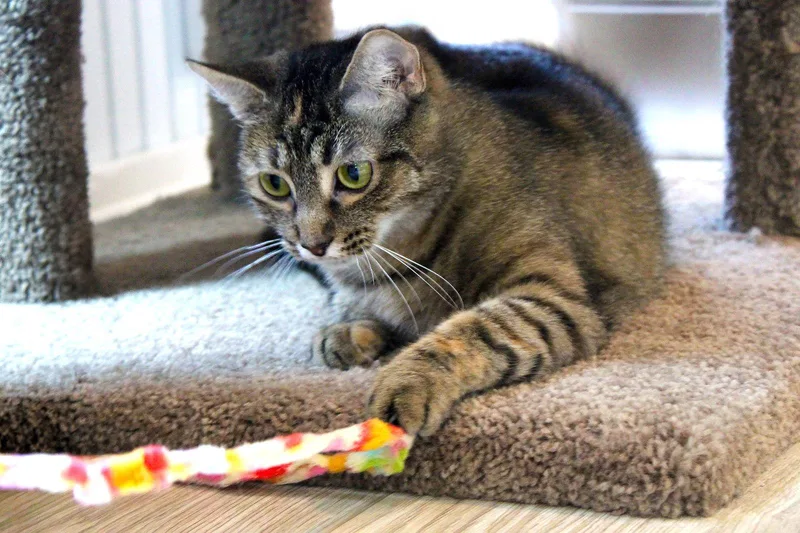 A young medium-sized female Tabby cat named Bree for adoption in Buford, GA