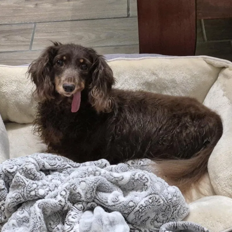 A senior small-sized female Brown / Chocolate Dachshund (Long Haired) dog named Gabby for adoption in Orange Park, FL