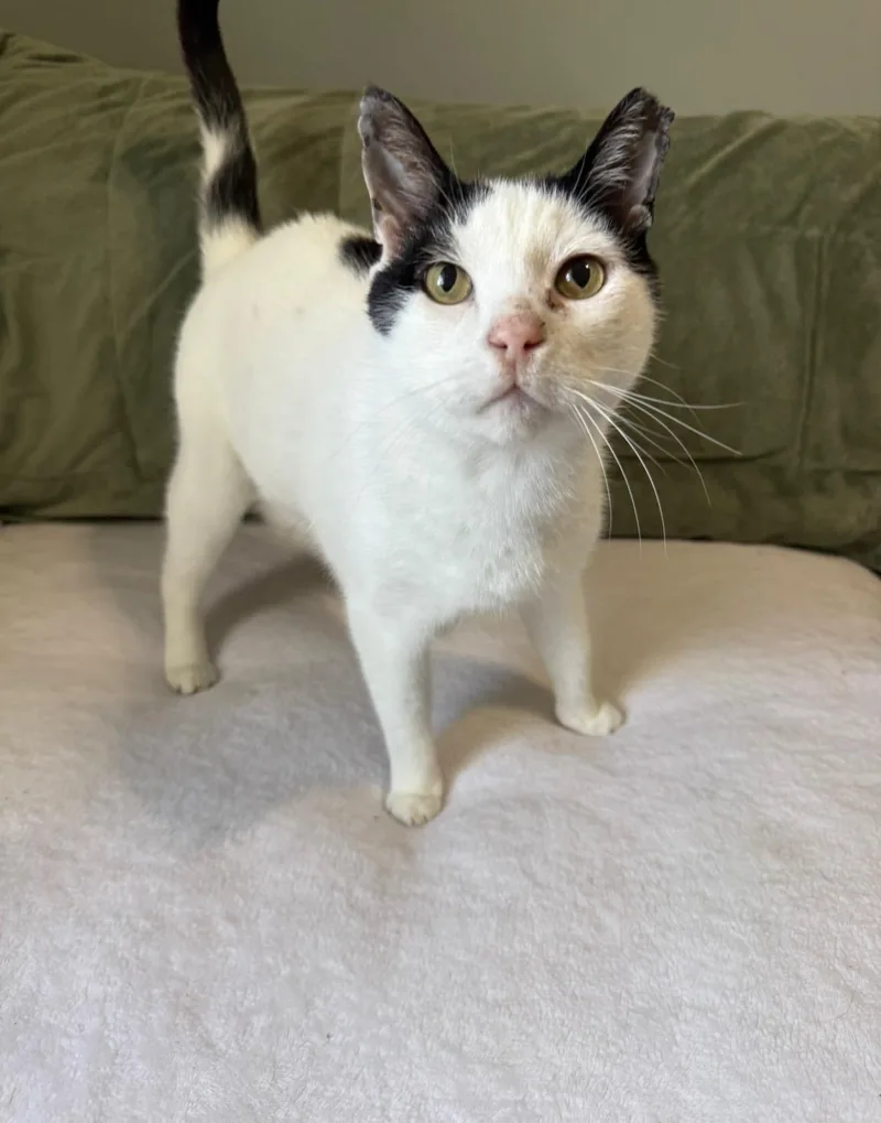 An adult medium-sized male American Shorthair cat named Freddie for adoption in Jefferson, LA