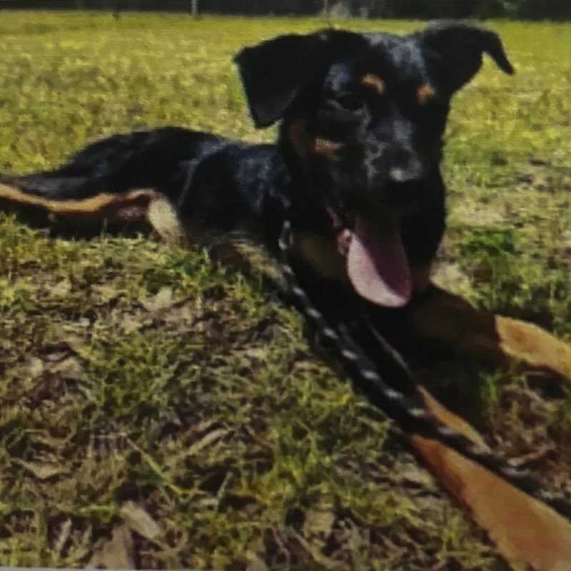 A young medium-sized female Black Shepherd dog named Hallie for adoption in Wilmington, DE