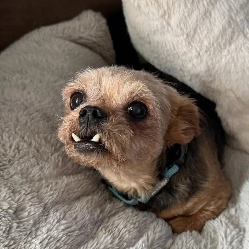 An adult small-sized male Brown / Chocolate Yorkshire Terrier dog named Porter Wagoner for adoption in Peoria, IL