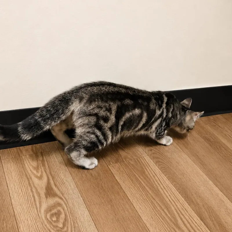 A baby small-sized male Brown / Chocolate Bengal cat named Chewie for adoption in Hopewell, VA
