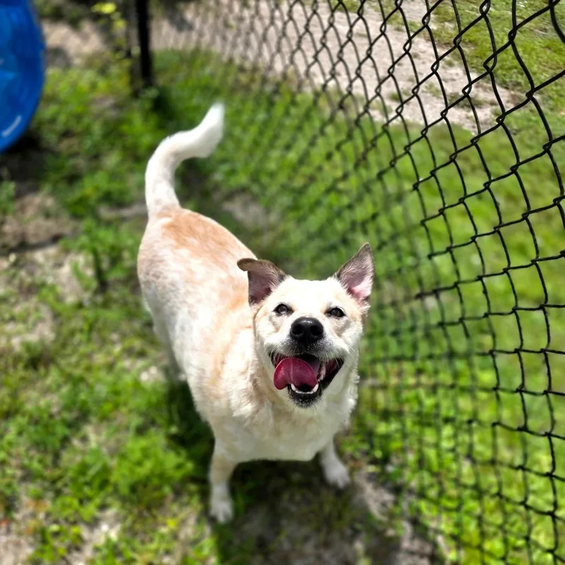 An adult medium-sized male White / Cream Mixed Breed dog named Banjo for adoption in Port Charlotte, FL