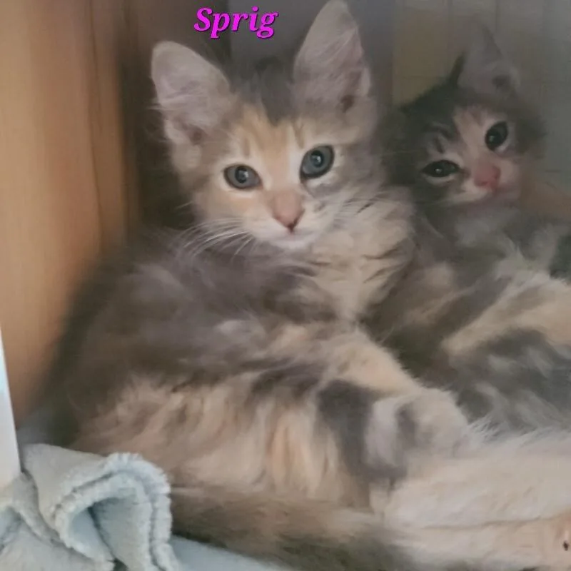 A baby medium-sized female Domestic Medium Hair cat named Sprig for adoption in Diamond Springs, CA