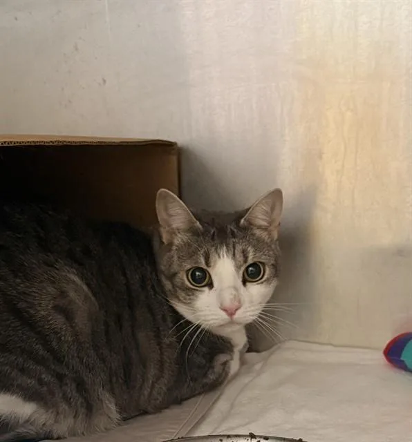 An adult medium-sized female Domestic Short Hair cat named Iris for adoption in Fort Walton Beach, FL