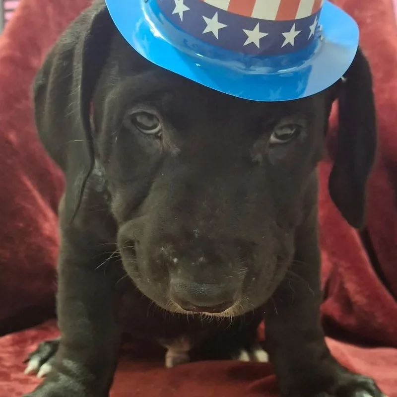 A baby medium-sized male Black Labrador Retriever dog named Long Live for adoption in Olathe, KS