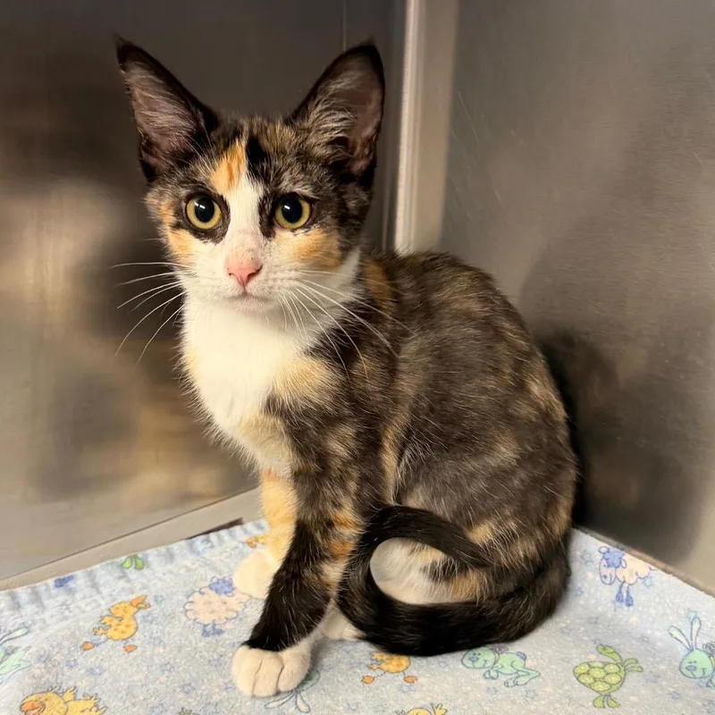 A baby small-sized female Calico Domestic Short Hair cat named Florence   artworks for adoption in Belleville, IL