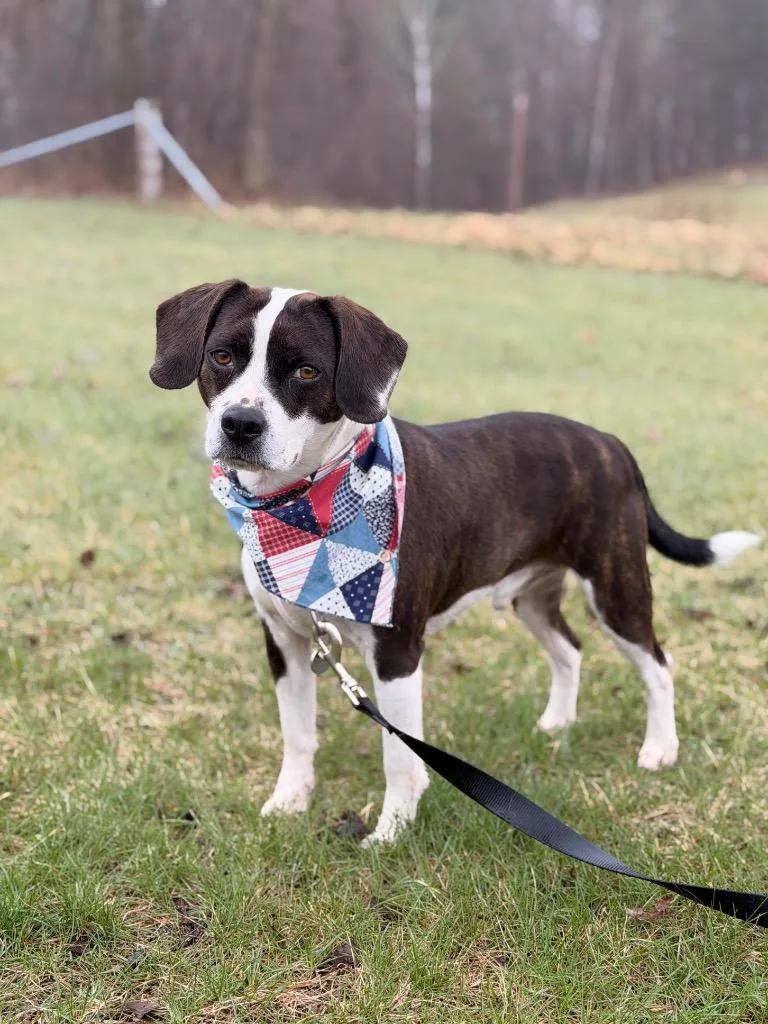 An adult medium-sized male Mixed Breed dog named Skipper for adoption in Menomonie, WI