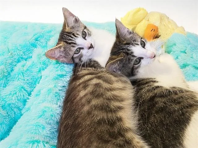 A baby medium-sized male Domestic Short Hair cat named Simon for adoption in Fort Lauderdale, FL